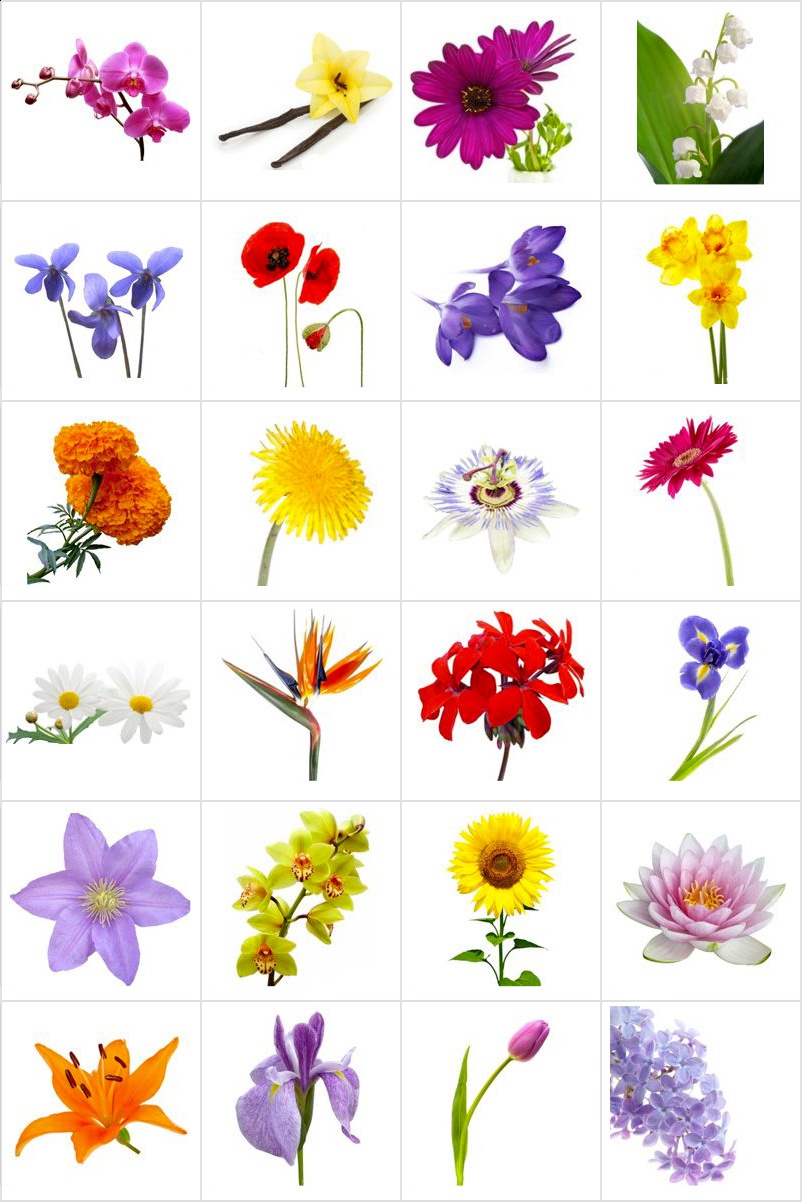 Free Printable Memory Game For Seniors - Flowers - Print And Cut Out - Free Printable Flowers