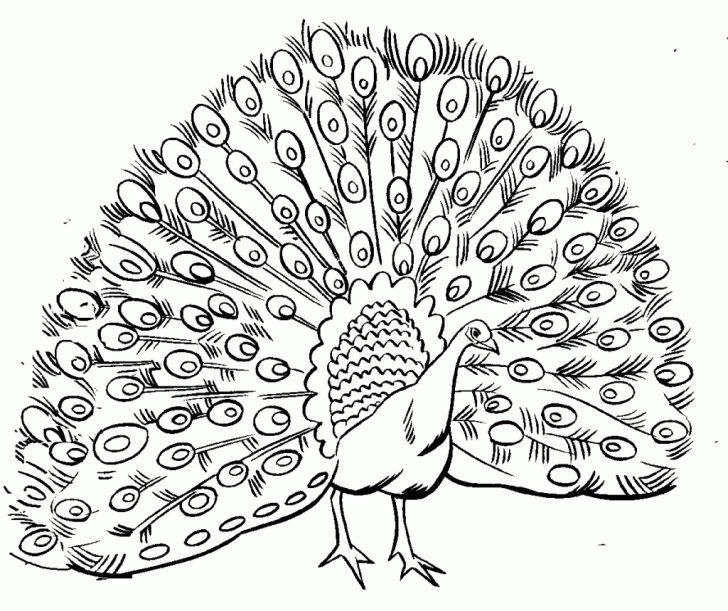 Free Printable Peacock Pictures