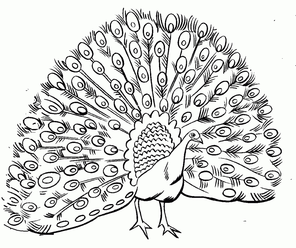 Free Printable Peacock Coloring Pages For Kids | Peacock Party - Free Printable Peacock Pictures