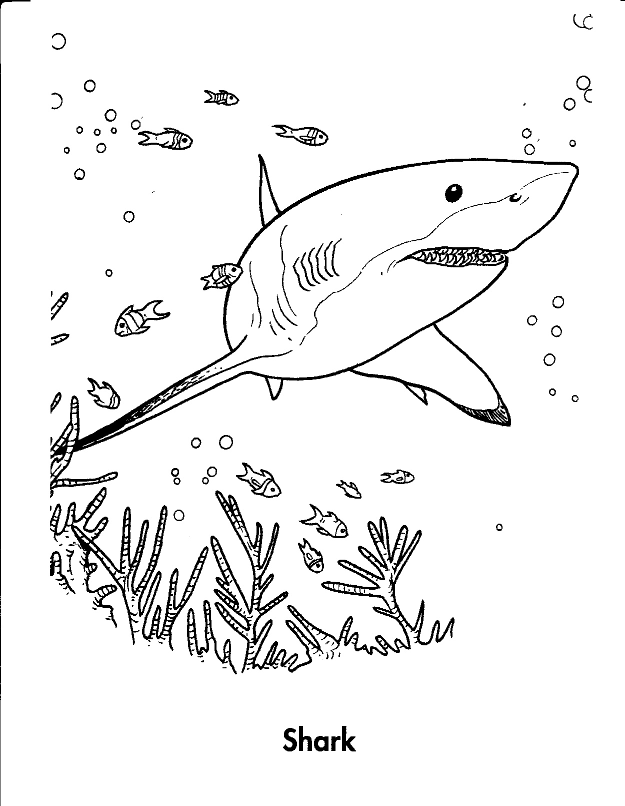 Free Printable Shark Coloring Pages For Kids - Free Printable Great White Shark Coloring Pages