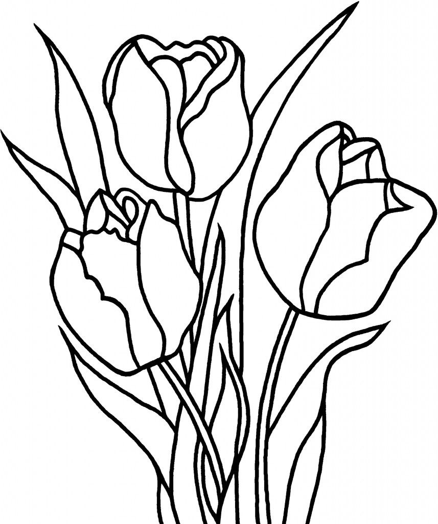 Free Printable Tulip Coloring Pages For Kids | 花 | Coloring Pages - Free Printable Tulip Coloring Pages