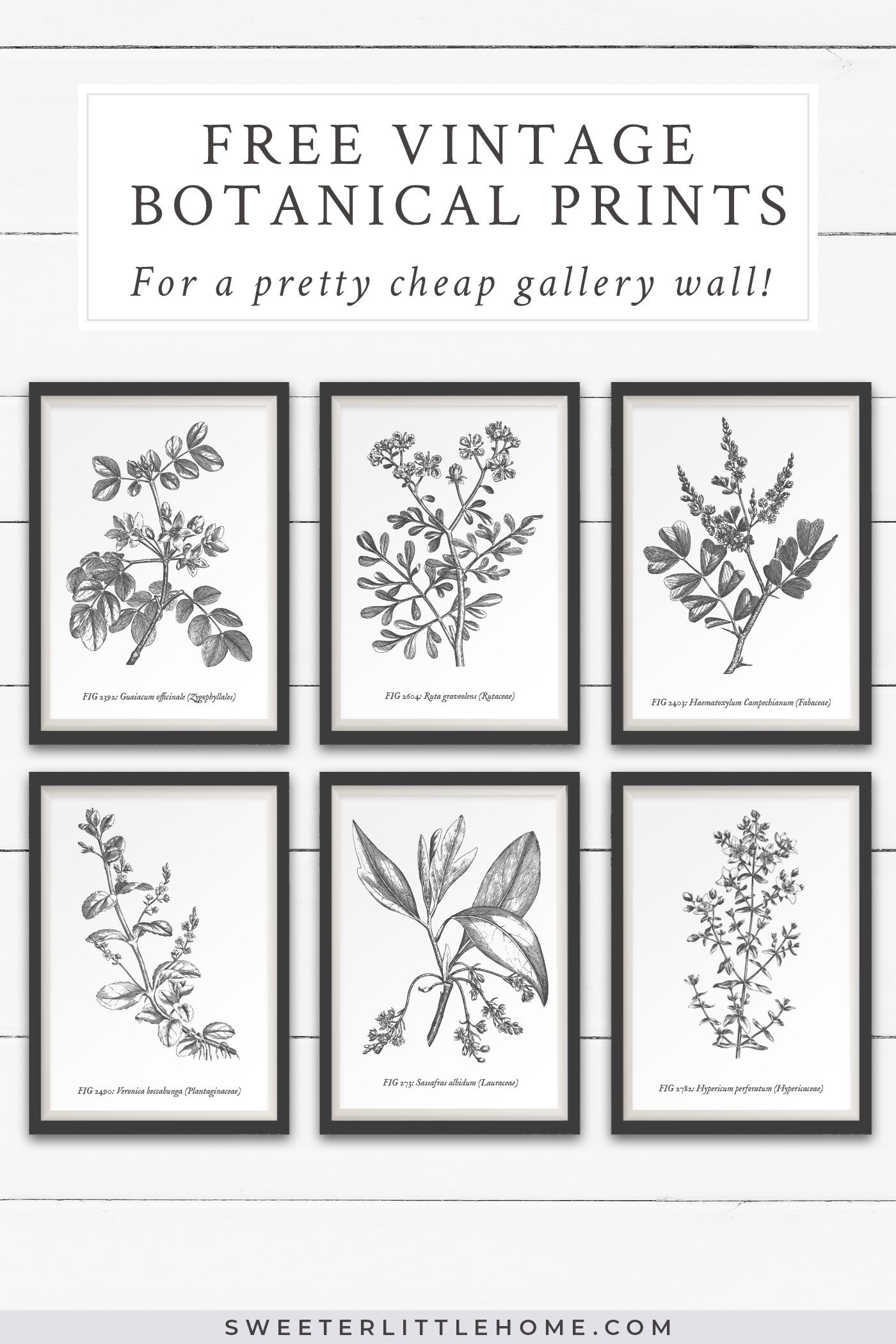 Free Vintage Botanical Prints Wall Art | Quotes &amp;amp; Printables - Free Printable Vintage Art