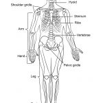 Human Skeleton Coloring Page | Free Printable Coloring Pages   Free Printable Skeleton Coloring Pages