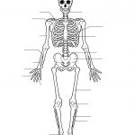 Human Skeleton Worksheet | Homeschool Science | Human Skeleton   Free Printable Human Anatomy Worksheets