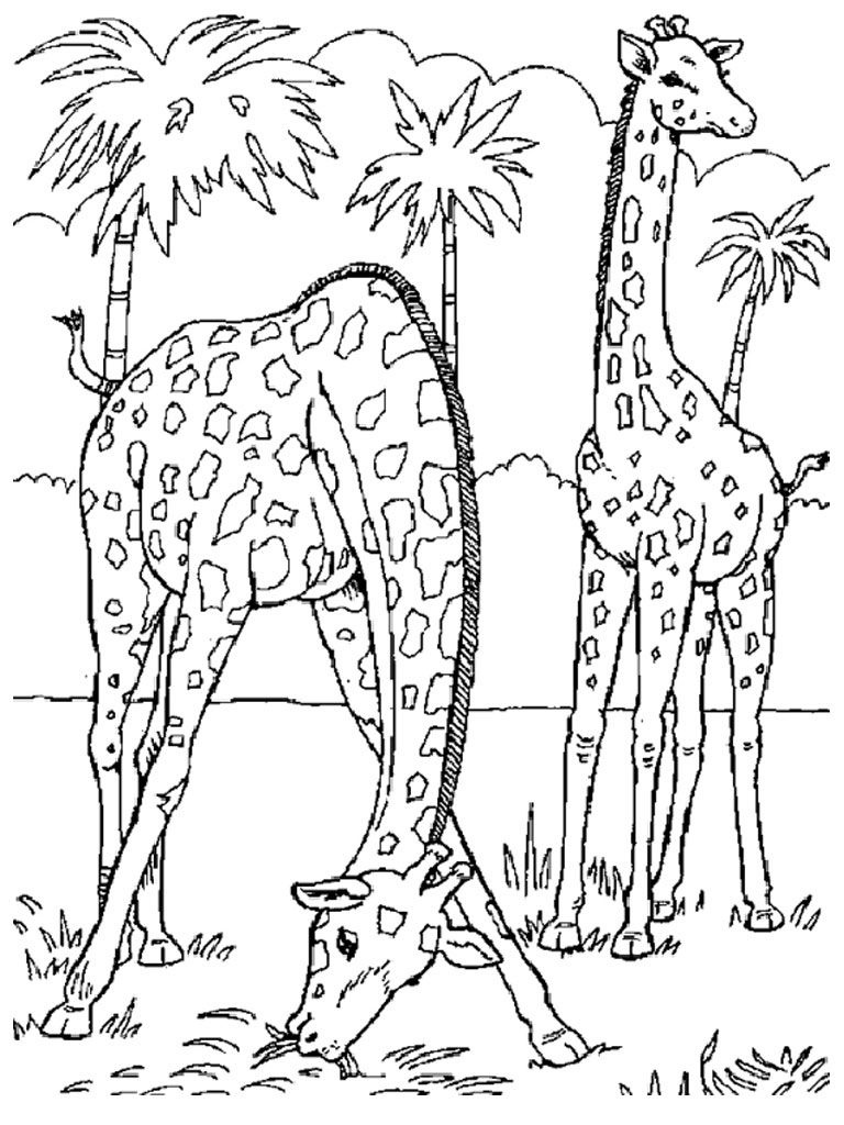 Image Result For Realistic Animal Coloring Pages For Adults | Kids - Free Printable Realistic Animal Coloring Pages