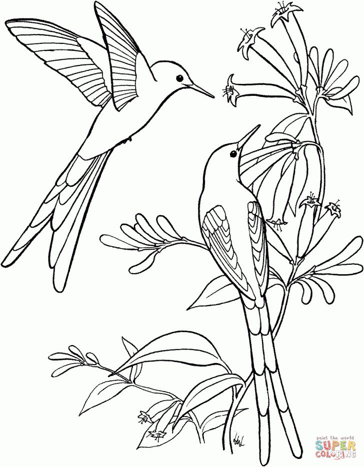 Free Printable Pictures Of Hummingbirds