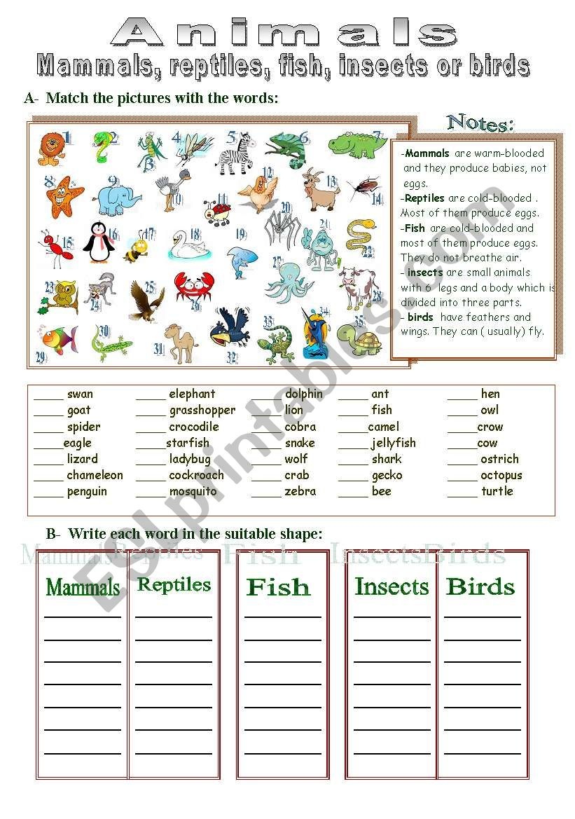 Mammals, Reptiles, Fish, Insects Or Birds - Esl Worksheettotya ( F ) - Free Printable Reptile Worksheets
