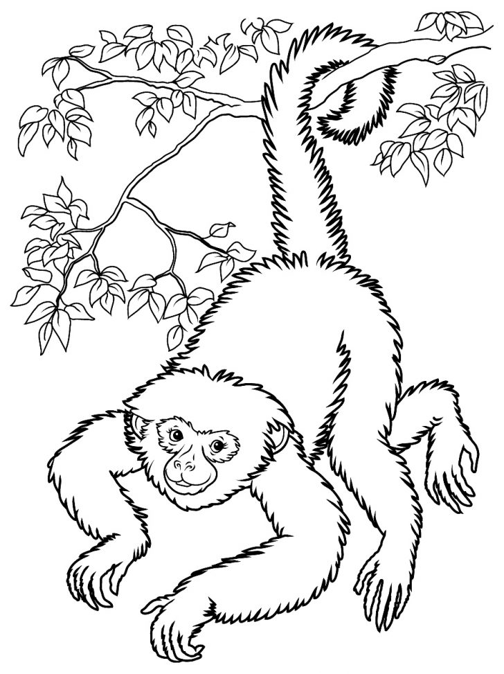 Free Printable Monkey Coloring Sheets