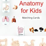 Montessori Human Anatomy Activities (Free Printables)   Natural   Free Printable Human Anatomy Worksheets