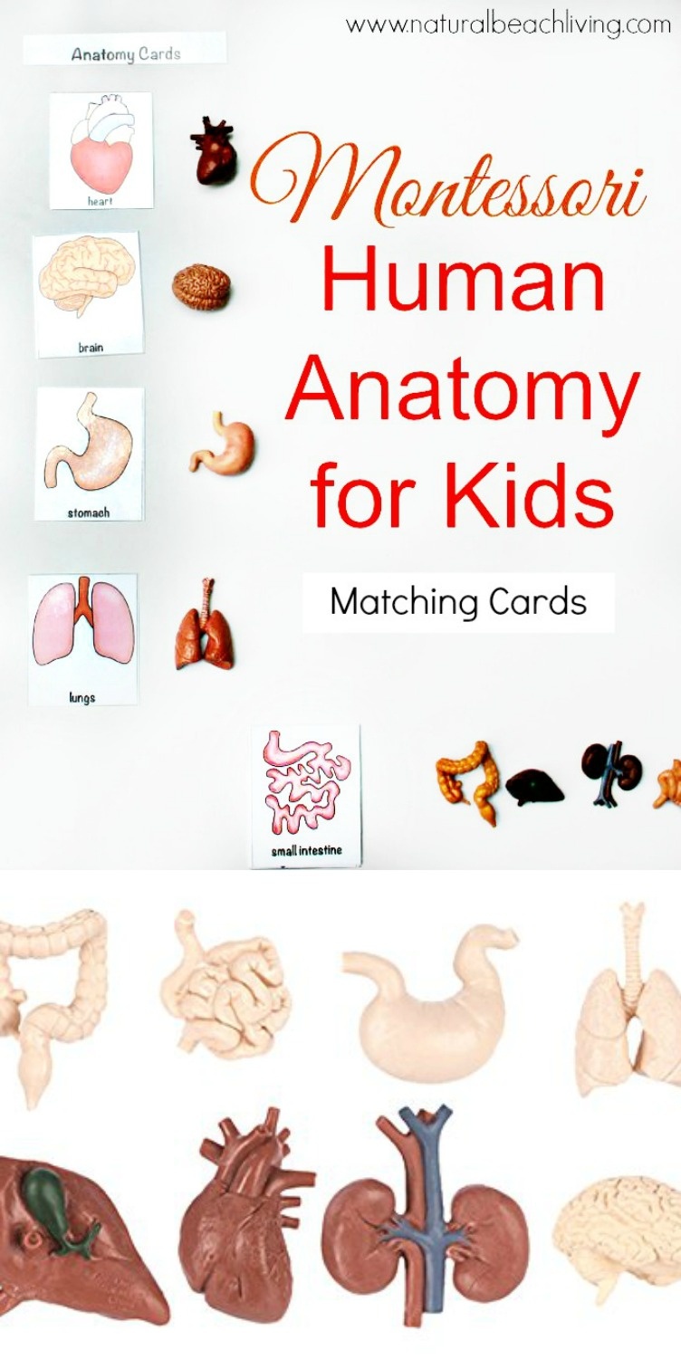 Montessori Human Anatomy Activities (Free Printables) - Natural - Free Printable Human Anatomy Worksheets