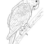 Parrots Coloring Pages | Free Coloring Pages   Free Printable Parrot Coloring Pages
