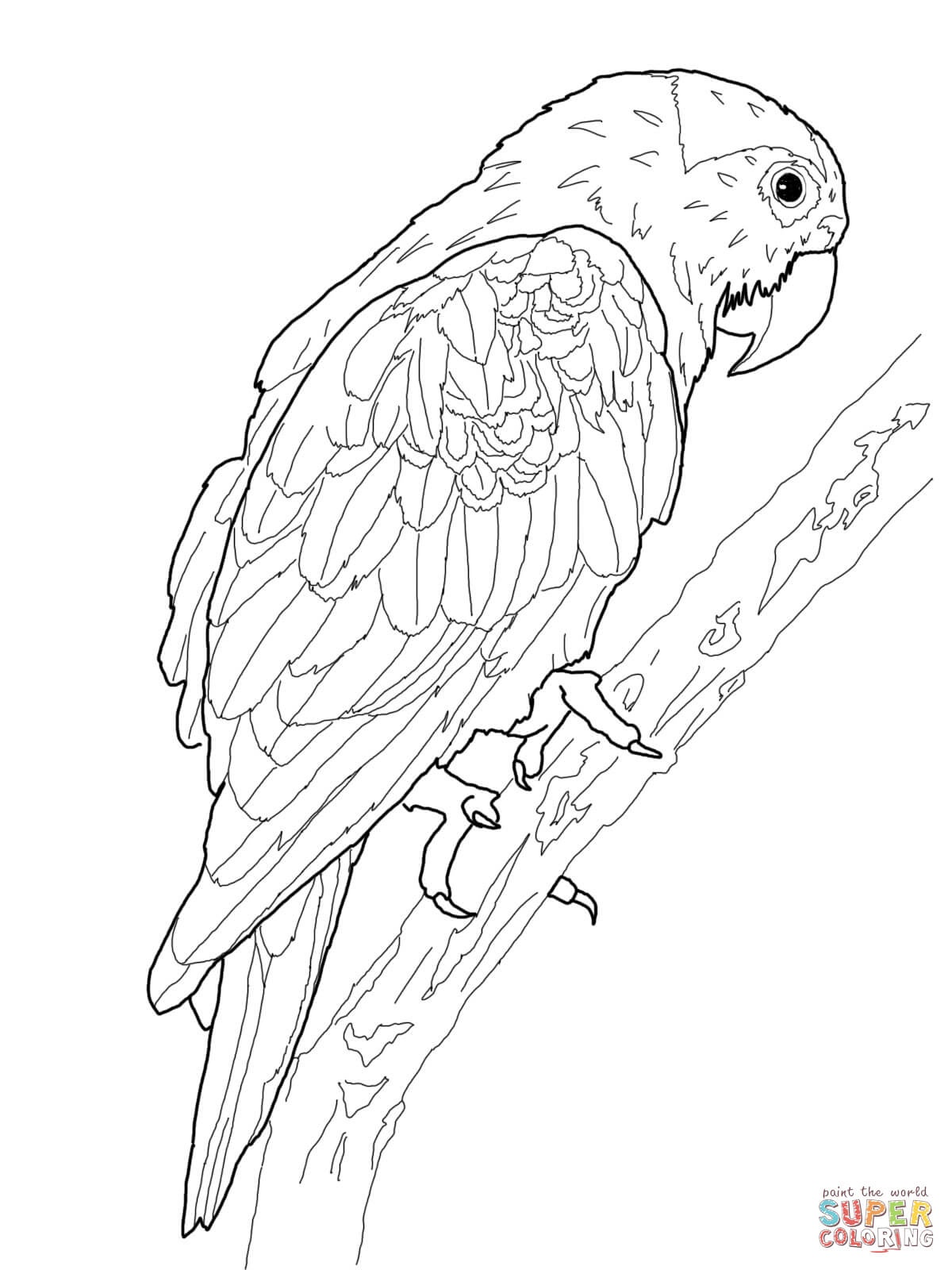 Parrots Coloring Pages | Free Coloring Pages - Free Printable Parrot Coloring Pages