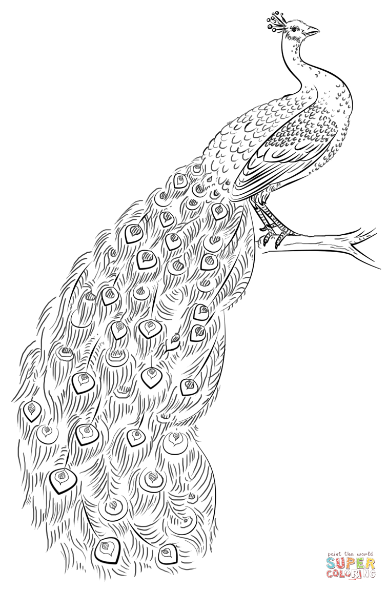 Peacock Coloring Page | Free Printable Coloring Pages | Coloring - Free Printable Peacock Pictures