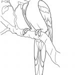 Pinbirgit Keys On Clip Art Birds | Butterfly Coloring Page   Free Printable Parrot Coloring Pages