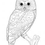 Printable Owl Coloring Page | Coloring Pages Owl (Birds > Owl   Free Printable Owl Coloring Sheets