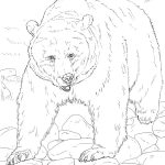Realistic Animal Coloring Pages   Free Printable Wild Animals   Free Printable Realistic Animal Coloring Pages