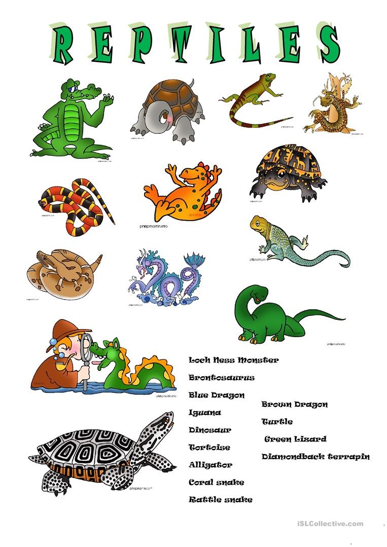 Reptiles Worksheets - Tutlin.psstech.co - Free Printable Reptile Worksheets