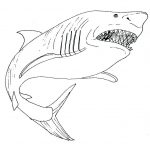 Shark Coloring Pages For Kids | Show Display Ideas | Shark Coloring   Free Printable Great White Shark Coloring Pages