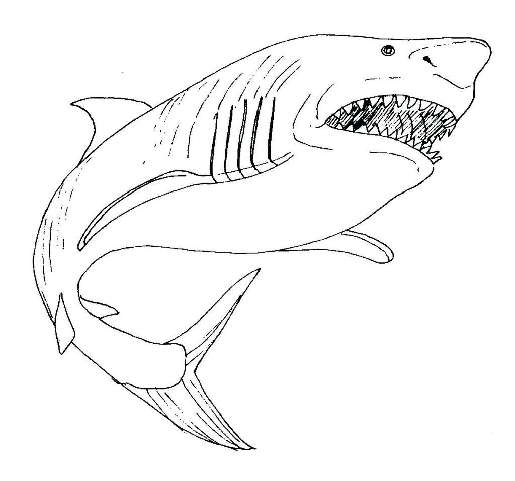Shark Coloring Pages For Kids | Show Display Ideas | Shark Coloring - Free Printable Great White Shark Coloring Pages