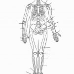 Skeletal System Coloring | Coloring Pages | Skeletal System   Free Printable Human Anatomy Worksheets