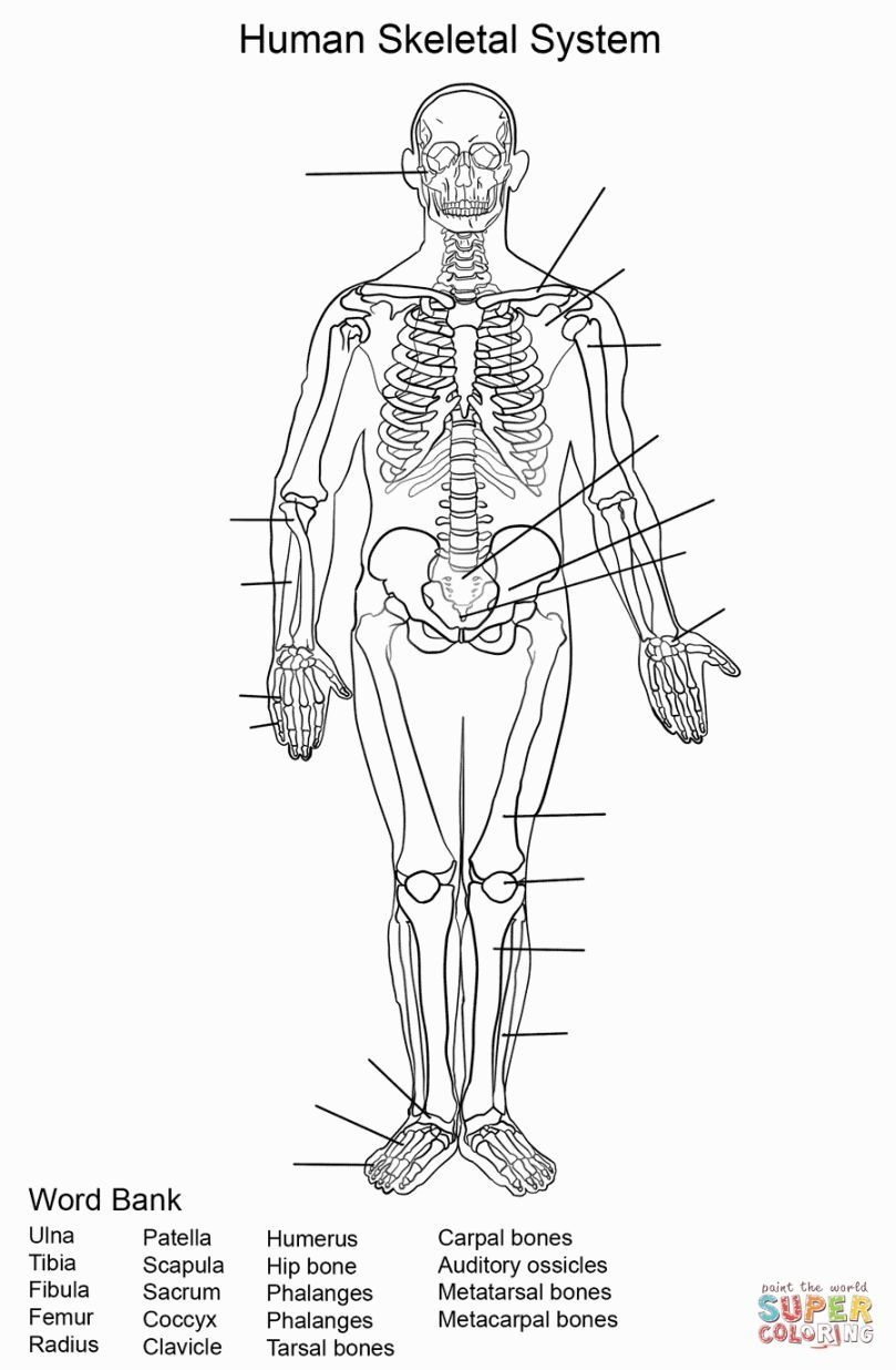 Skeletal System Coloring | Coloring Pages | Skeletal System - Free Printable Human Anatomy Worksheets