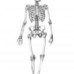 Skeleton Coloring Pages | All For The Kids! | Skeleton Drawings   Free Printable Skeleton Coloring Pages