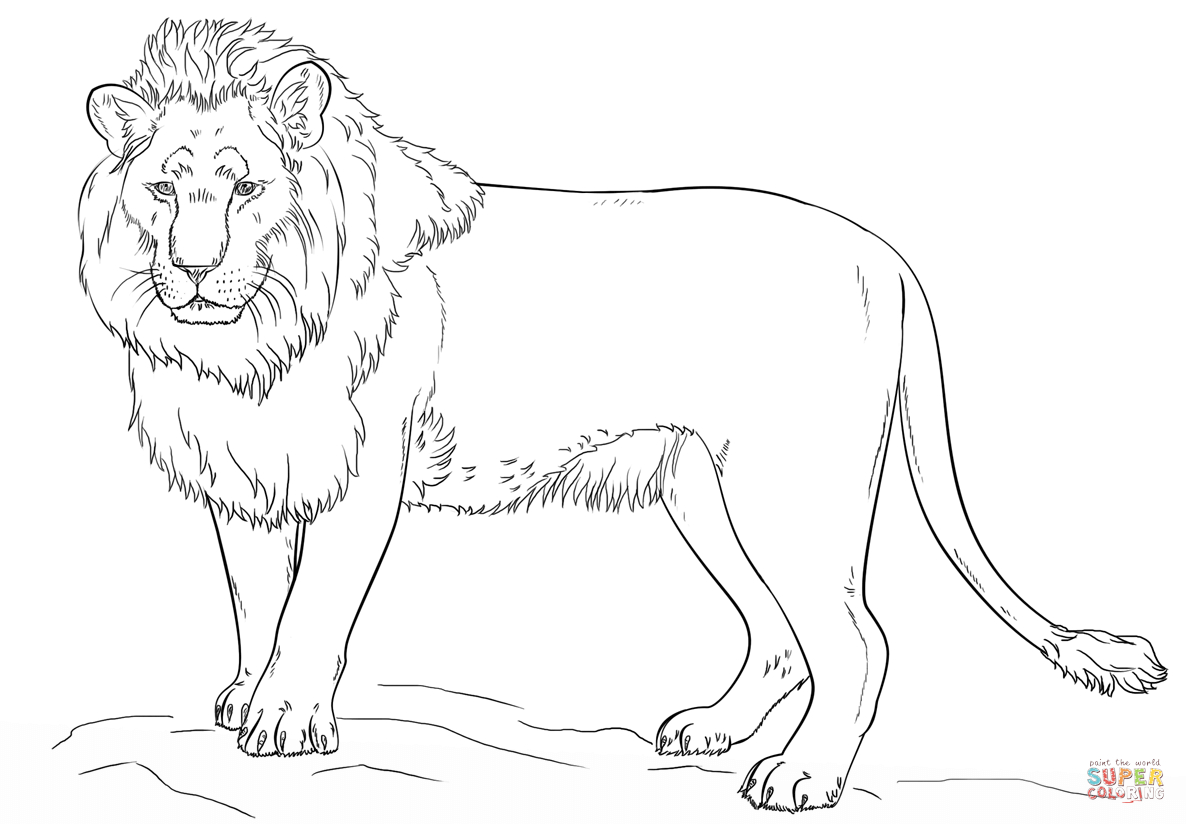 Standing Lion Coloring Page | Free Printable Coloring Pages - Free Printable Picture Of A Lion
