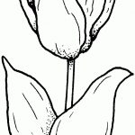 Tulip Coloring Page | Free Printable Coloring Pages   Free Printable Tulip Coloring Pages