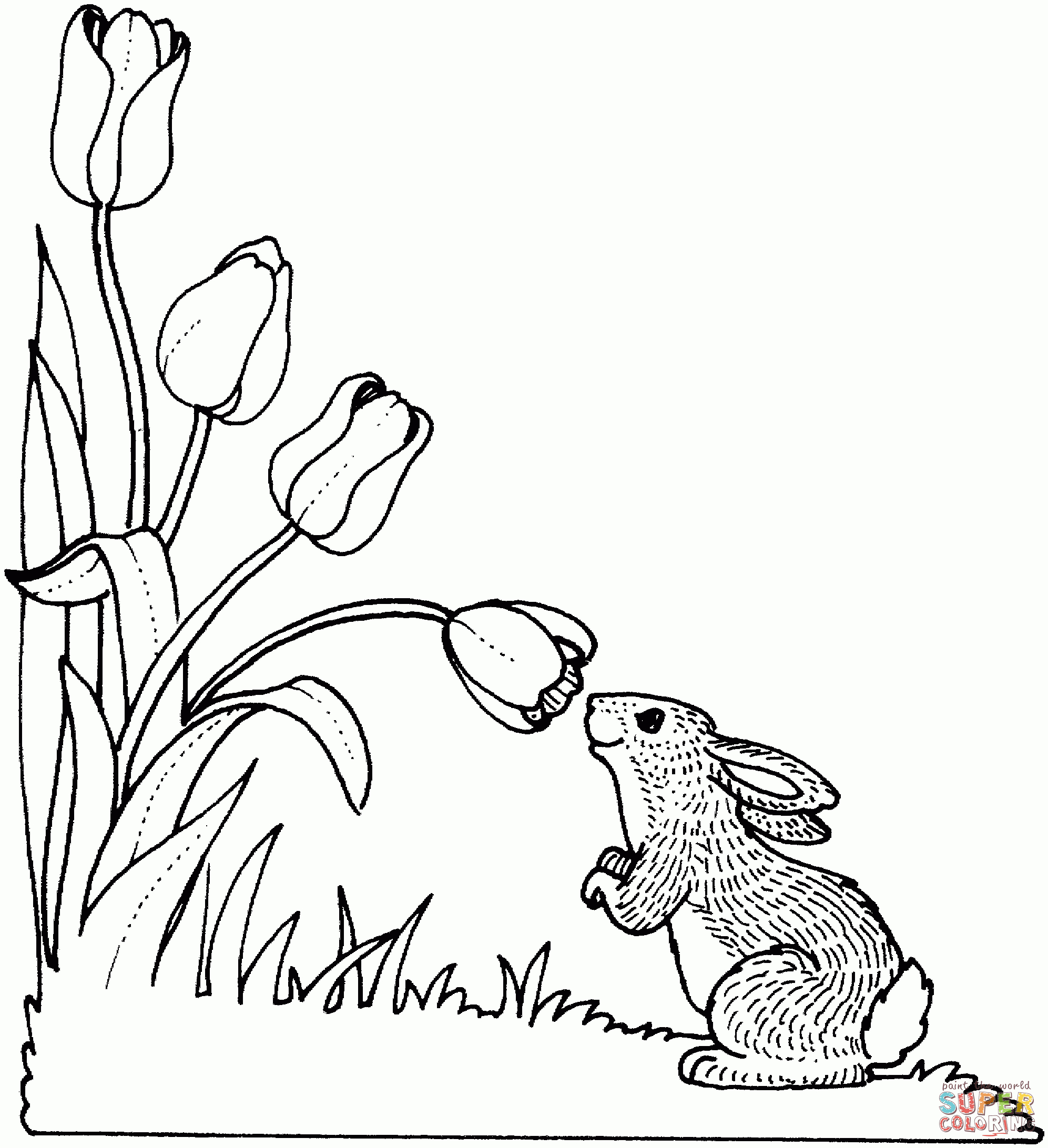 Tulip Coloring Pages | Free Coloring Pages - Free Printable Tulip Coloring Pages