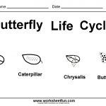Worksheet : Butterfly Life Cycle One Free Printable Science   Free Printable Science Worksheets