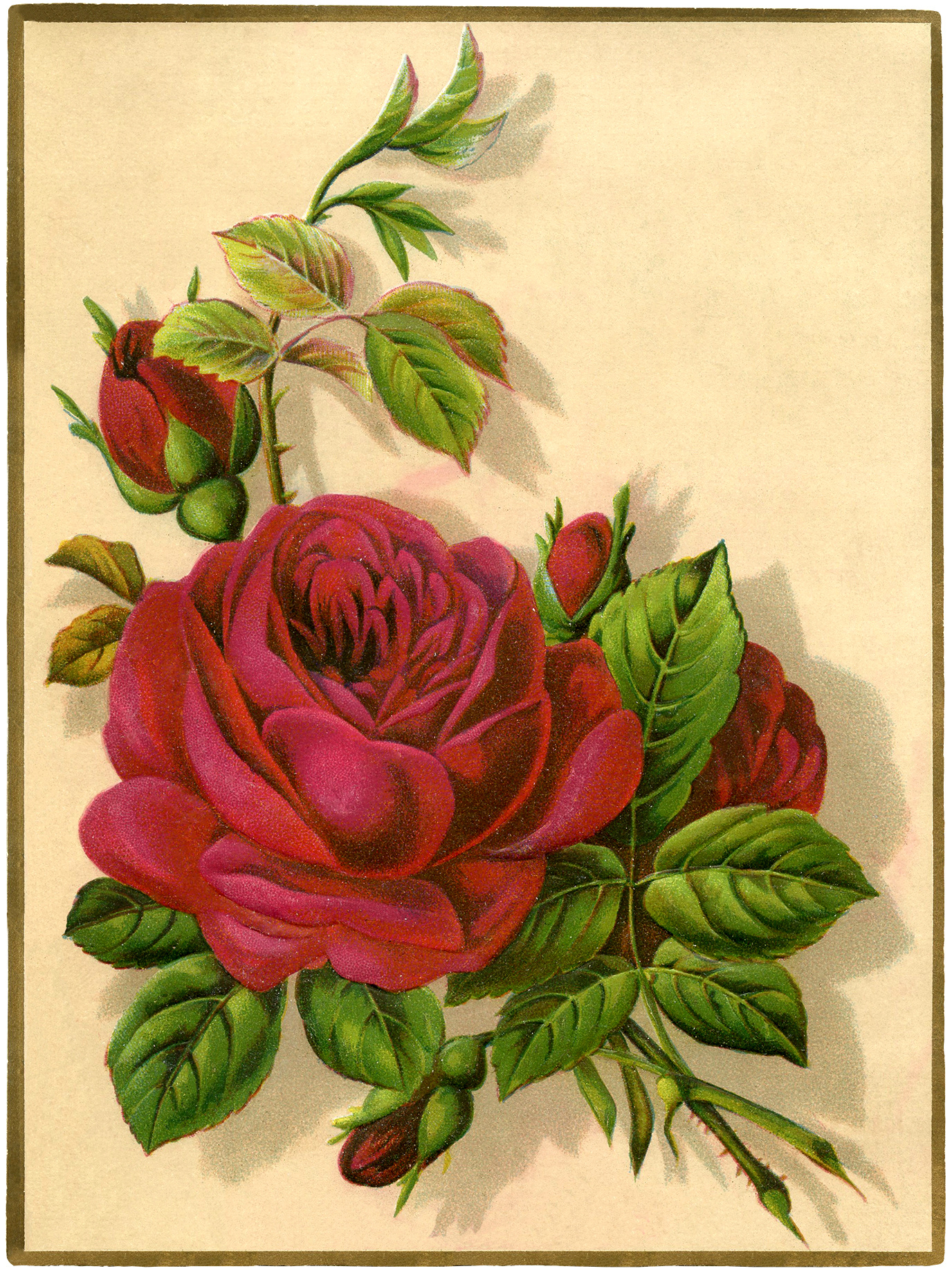 14 Red Rose Images - Pictures And Printables! - The Graphics Fairy in Free Printable Roses