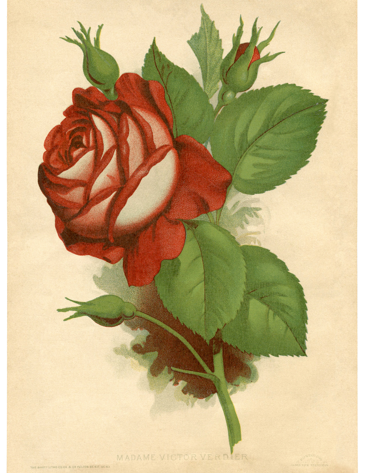 14 Red Rose Images - Pictures And Printables! - The Graphics Fairy intended for Free Printable Roses
