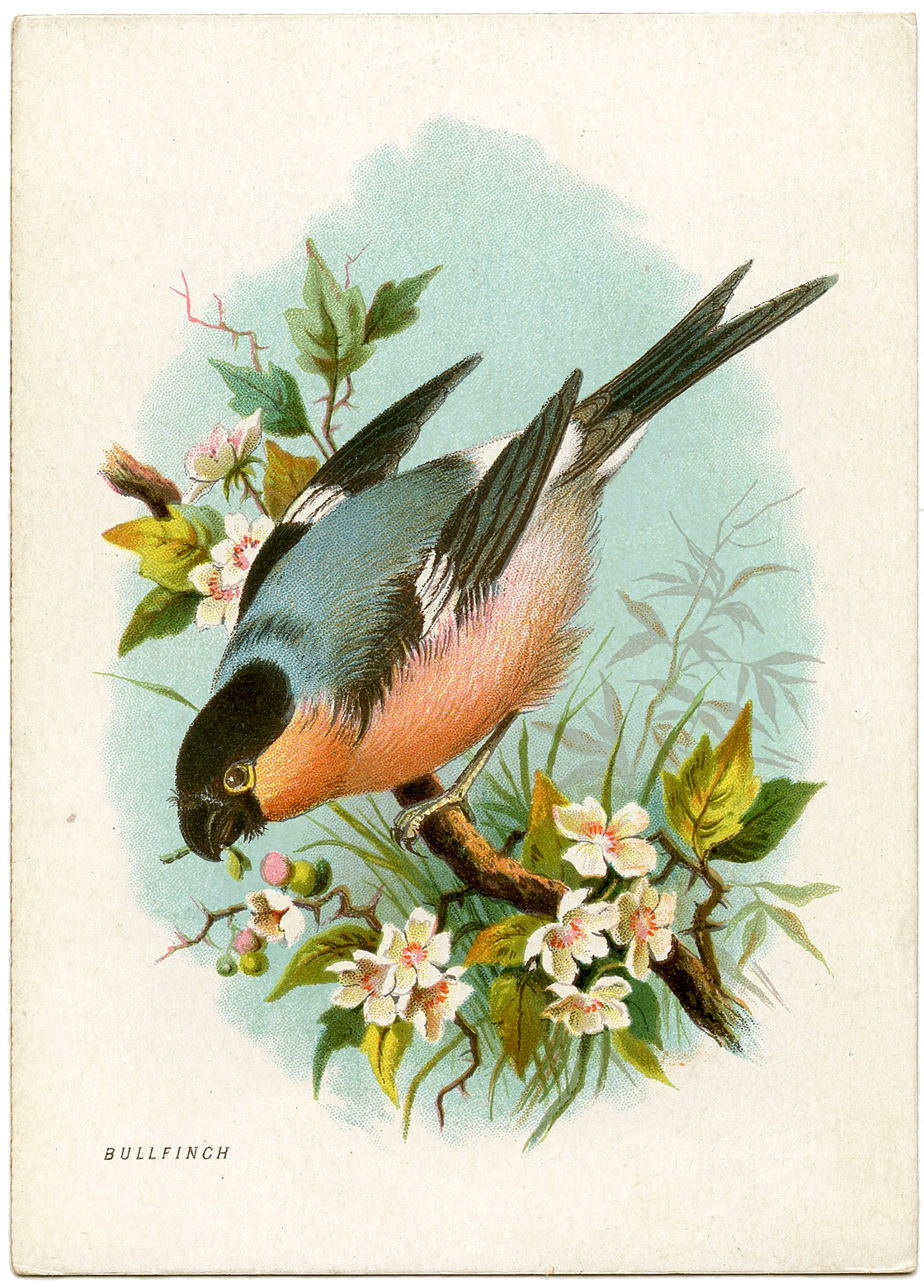 16 Ephemera Bird And Poem Cards! - The Graphics Fairy intended for Free Printable Images Of Birds