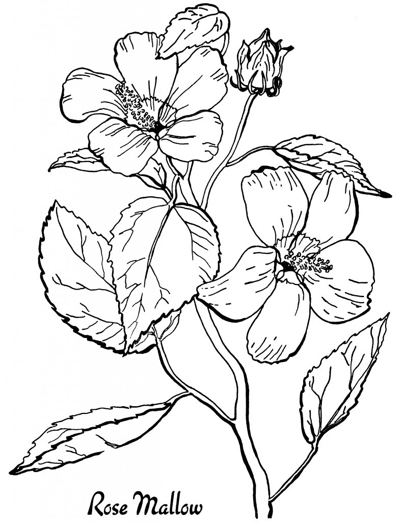 16 Flower Coloring Pages For Adults- All Unique! - The Graphics Fairy with Free Printable Flower Coloring Pages For Adults