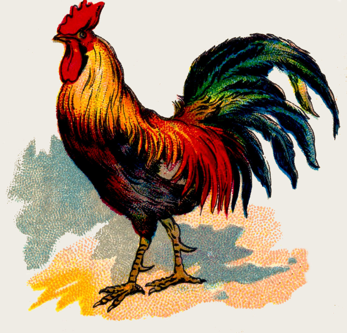 19 Rooster Images! - The Graphics Fairy intended for Free Printable Pictures Of Roosters