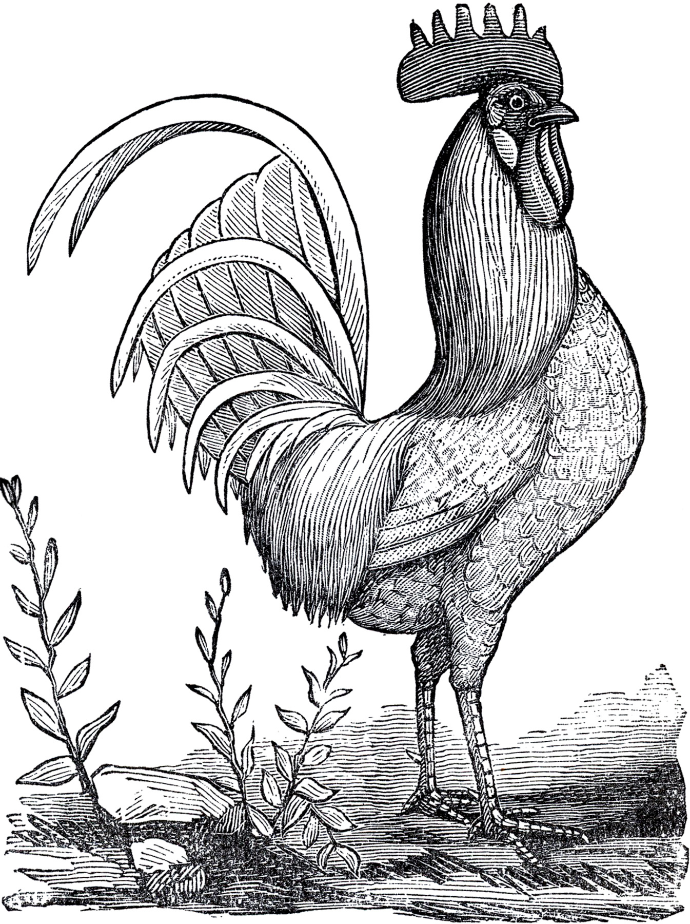 19 Rooster Images! - The Graphics Fairy with regard to Free Printable Pictures Of Roosters