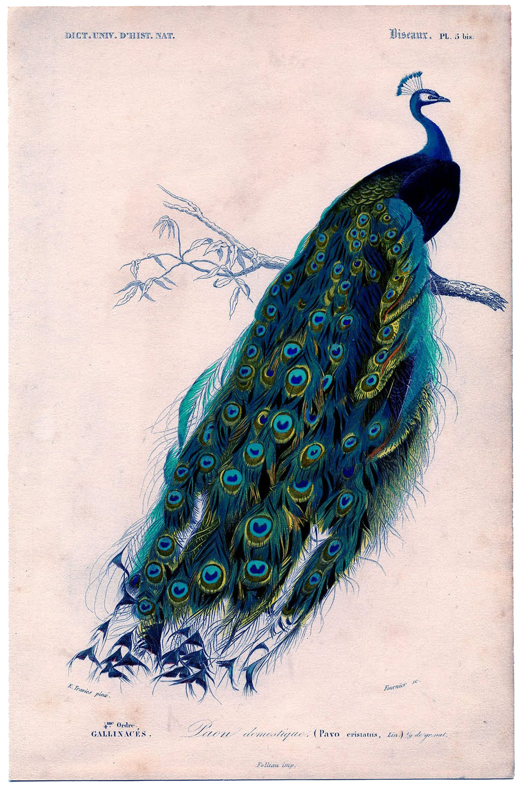 25 Free Peacock Images - Fabulous! - The Graphics Fairy inside Free Printable Peacock Pictures