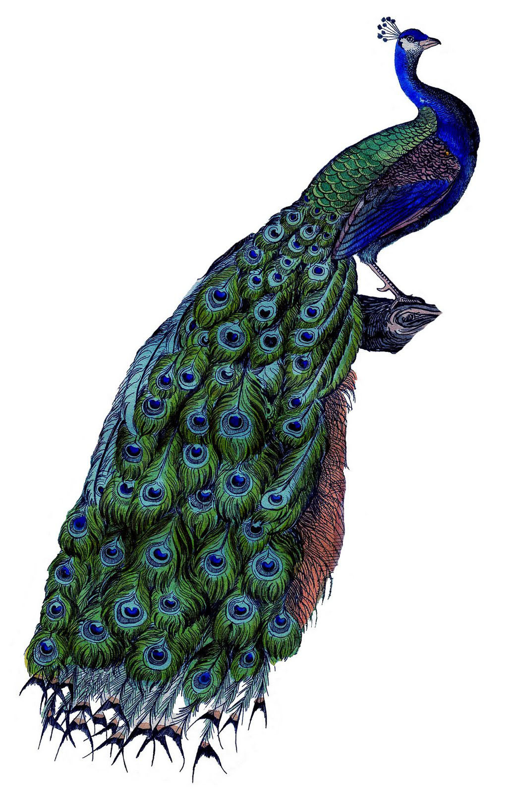 25 Free Peacock Images - Fabulous! - The Graphics Fairy intended for Free Printable Peacock Pictures