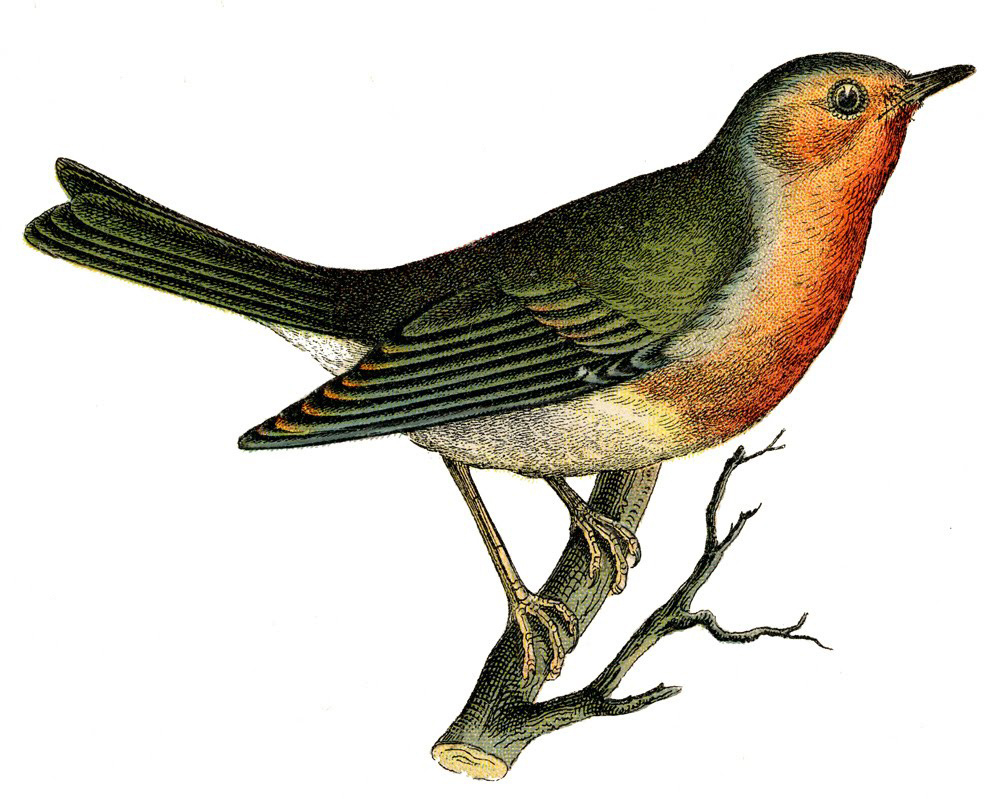 560 Bird Images (Bird Pictures To Print)! - The Graphics Fairy with regard to Free Printable Images Of Birds