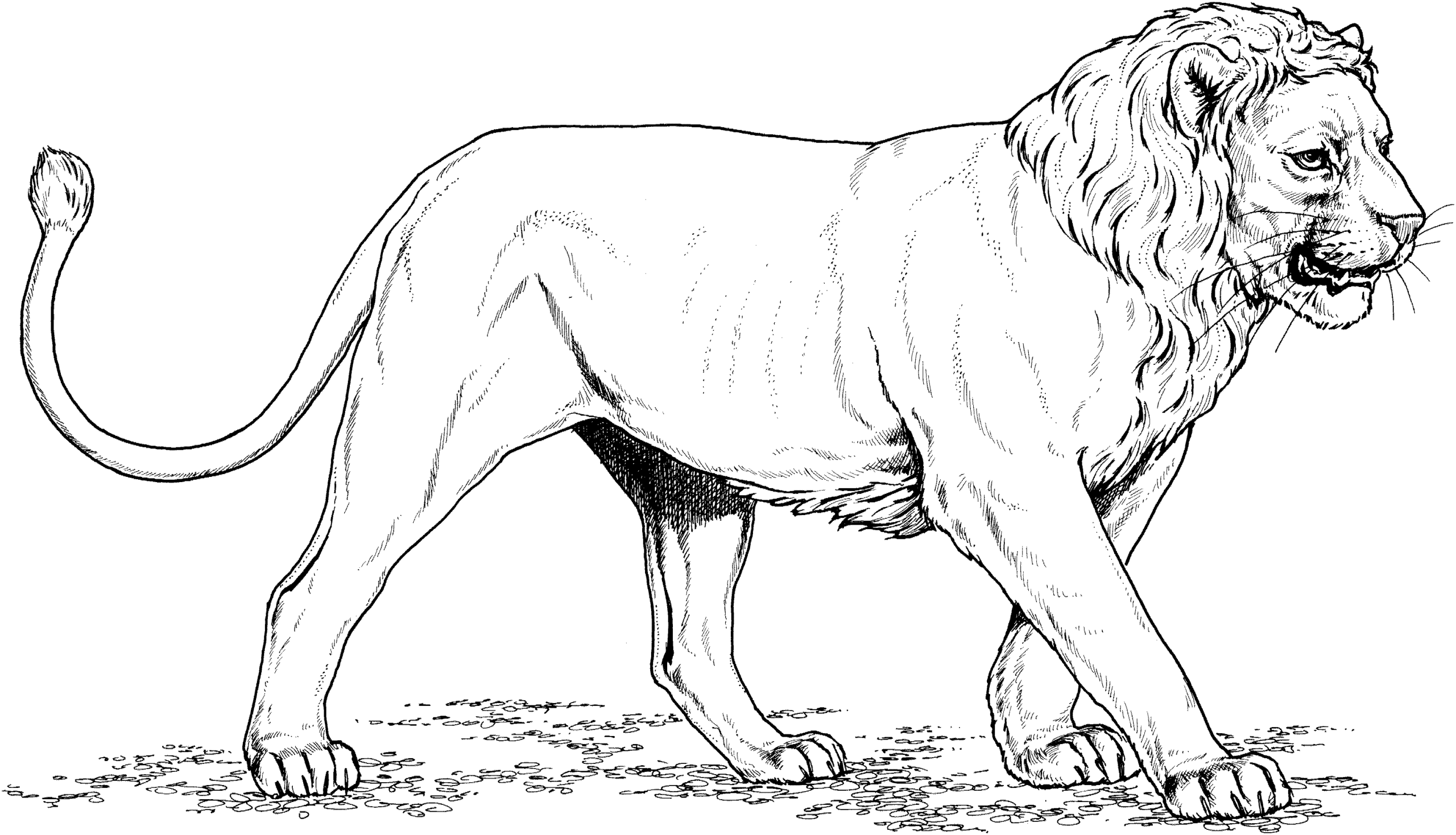About Lions inside Free Printable Picture Of A Lion