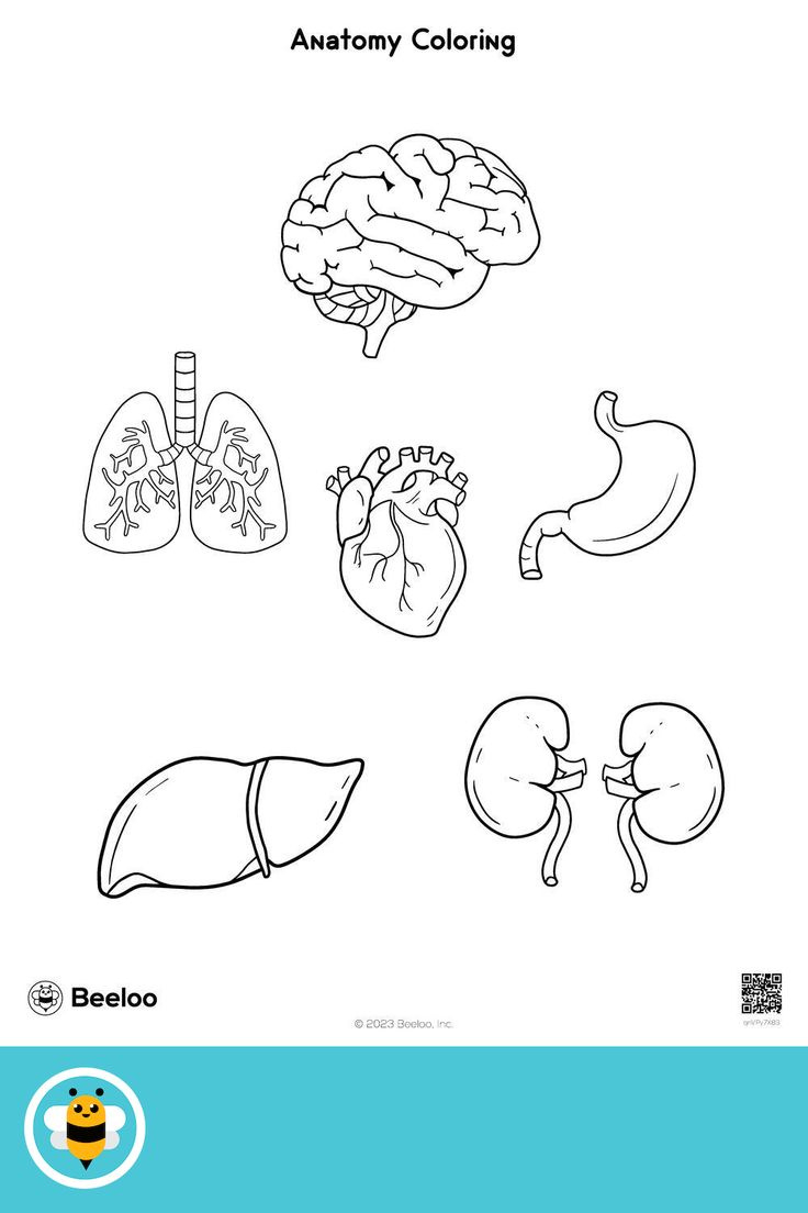 Anatomy Coloring throughout Free Printable Human Anatomy Coloring Pages