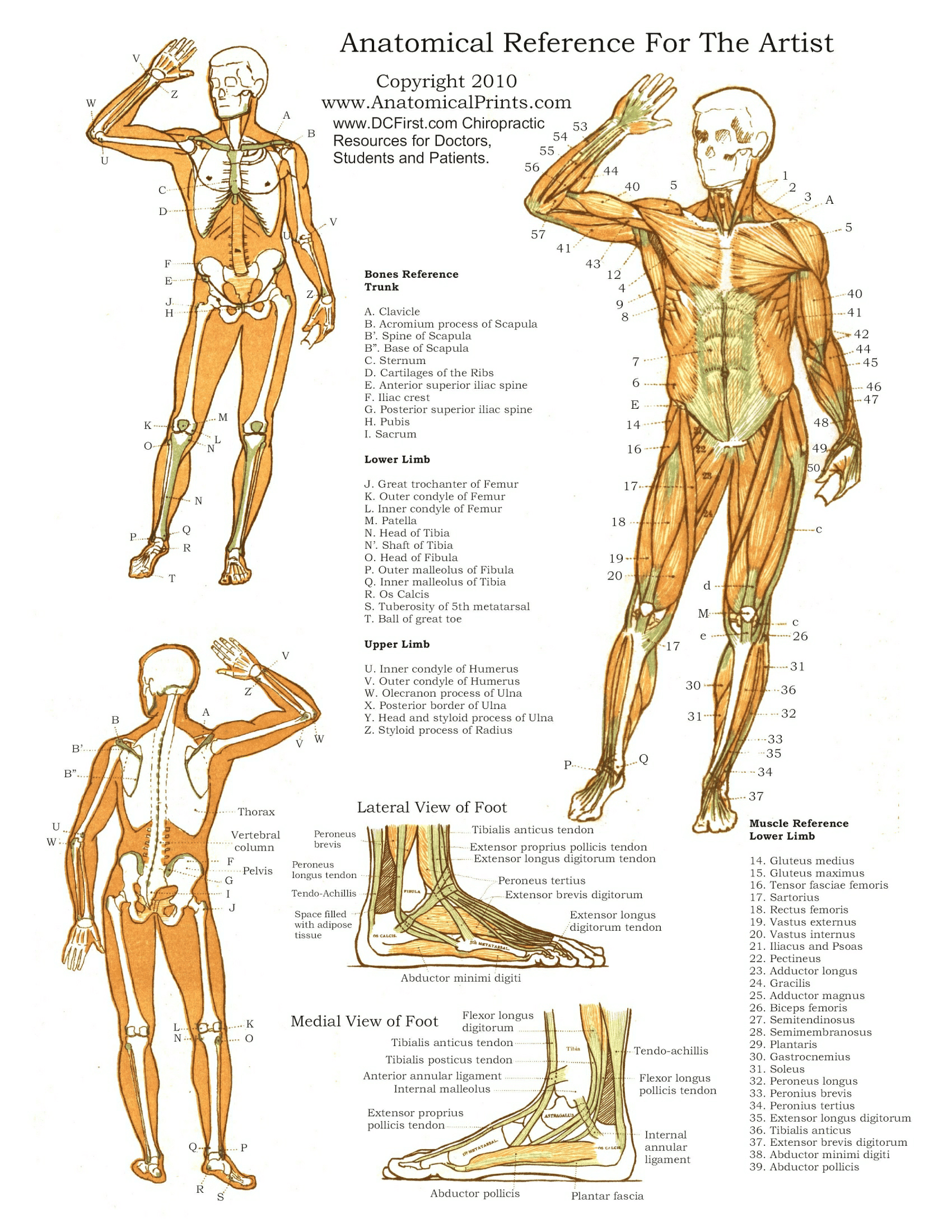Anatomy Posters | Poster Template intended for Free Printable Anatomy Pictures