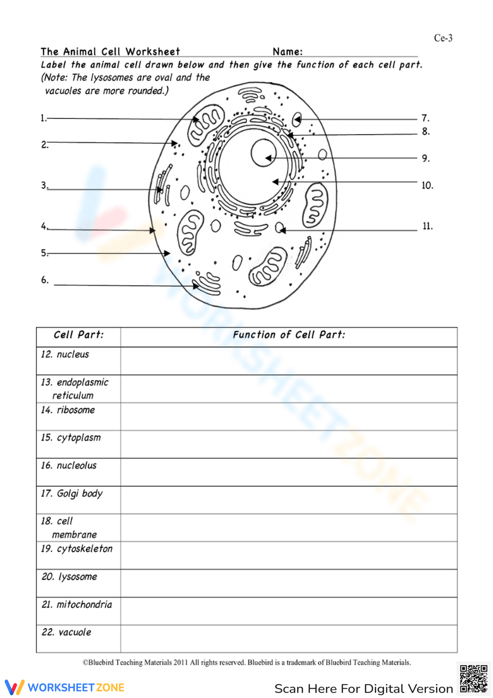 Animal Cell Worksheets & Printable with regard to Free Printable Cell Worksheets
