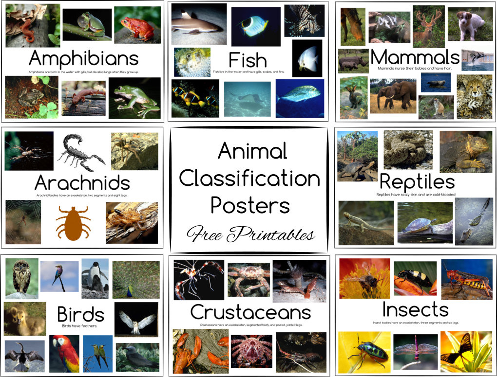 Animal Classification Posters And Games ~ Free Printables within Free Printable Animal Classification Cards