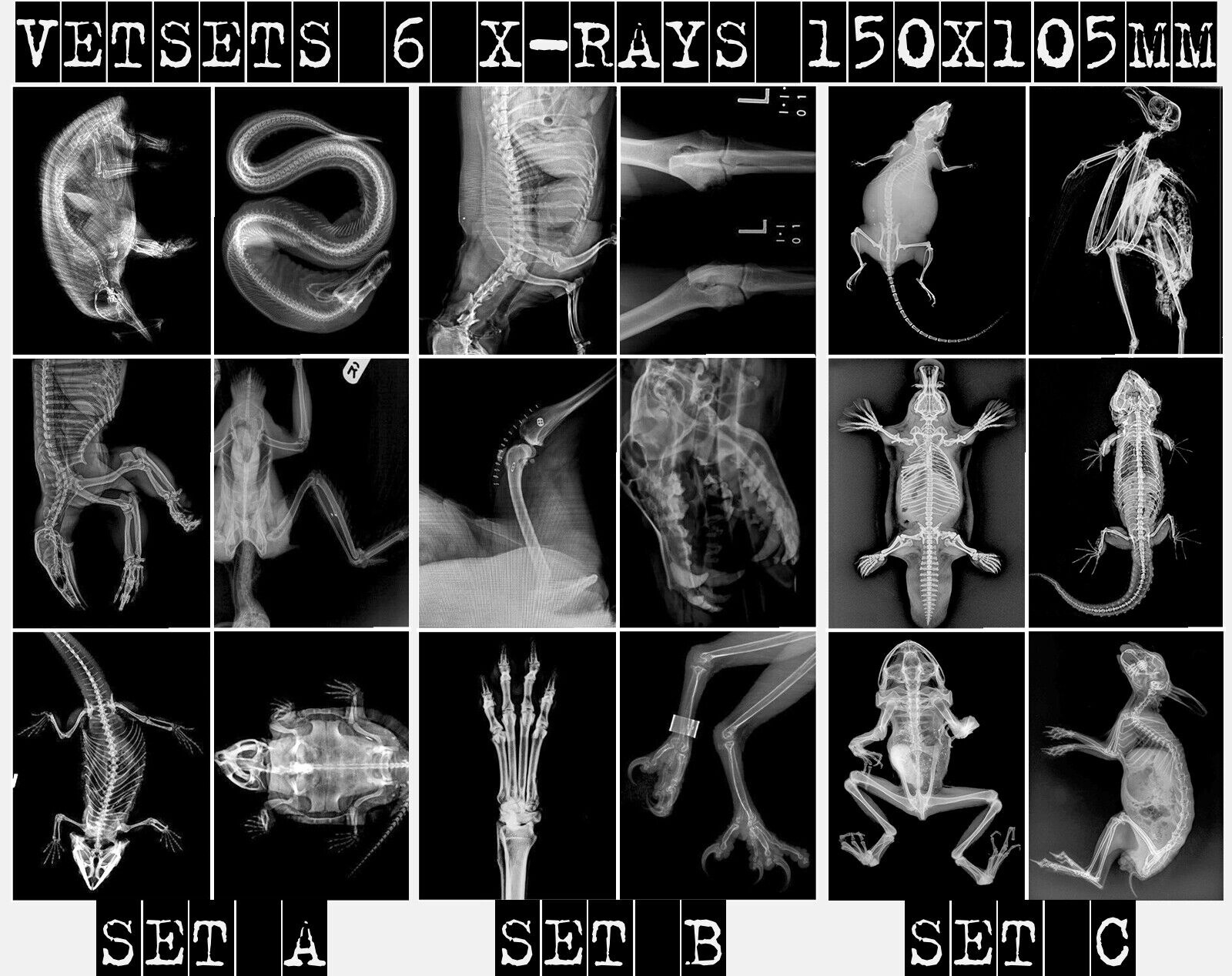 Animal X Ray | Tpt - Worksheets Library for Free Printable Animal X Rays