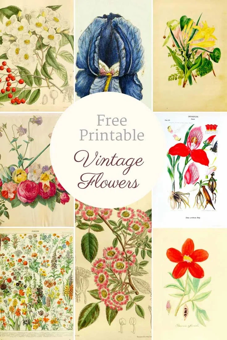 Beautiful Free Vintage Flower Pictures To Download - Picture Box Blue throughout Free Printable Decoupage Flowers