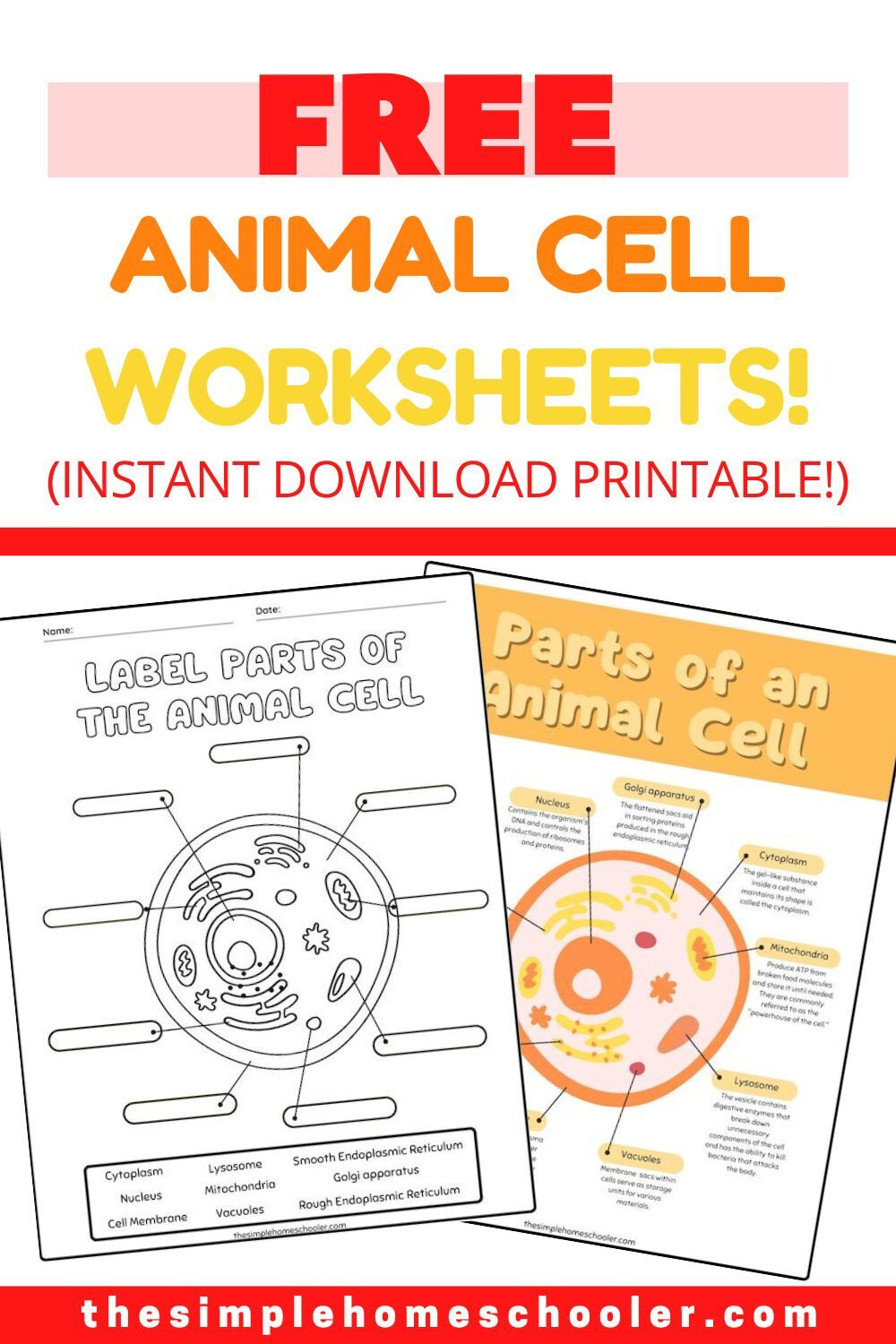 Best Free Animal Cell Worksheets: With Answers & Easy Print! - The within Free Printable Cell Worksheets