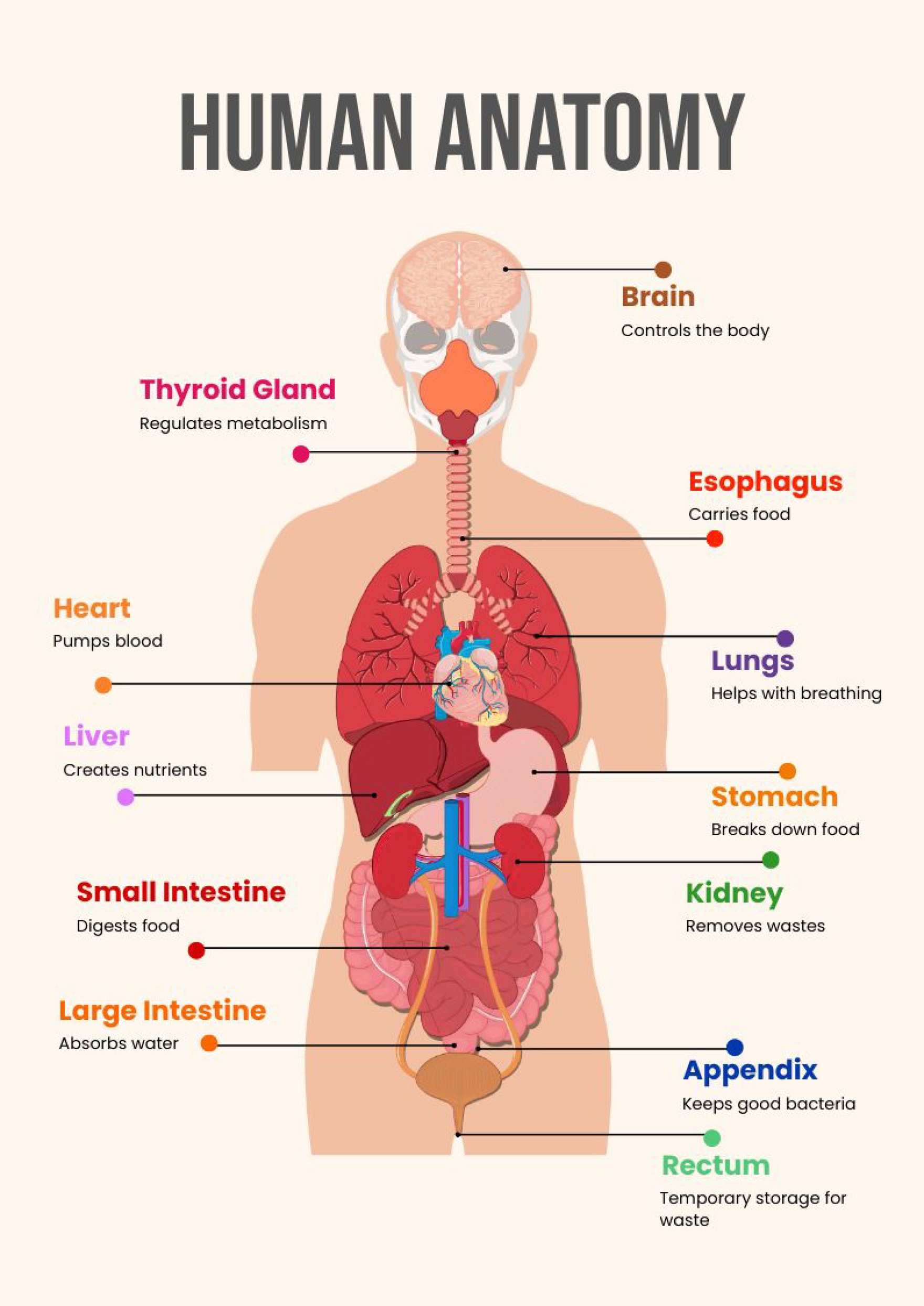 Editable Anatomy Templates In Pdf To Download in Free Printable Anatomy Pictures