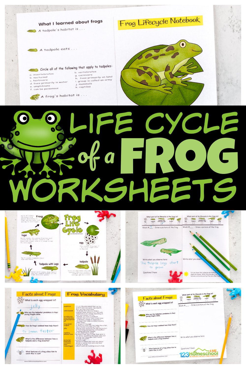 🐸 Free Printable Life Cycle Of A Frog Worksheets for Life Cycle Of A Frog Free Printable Book