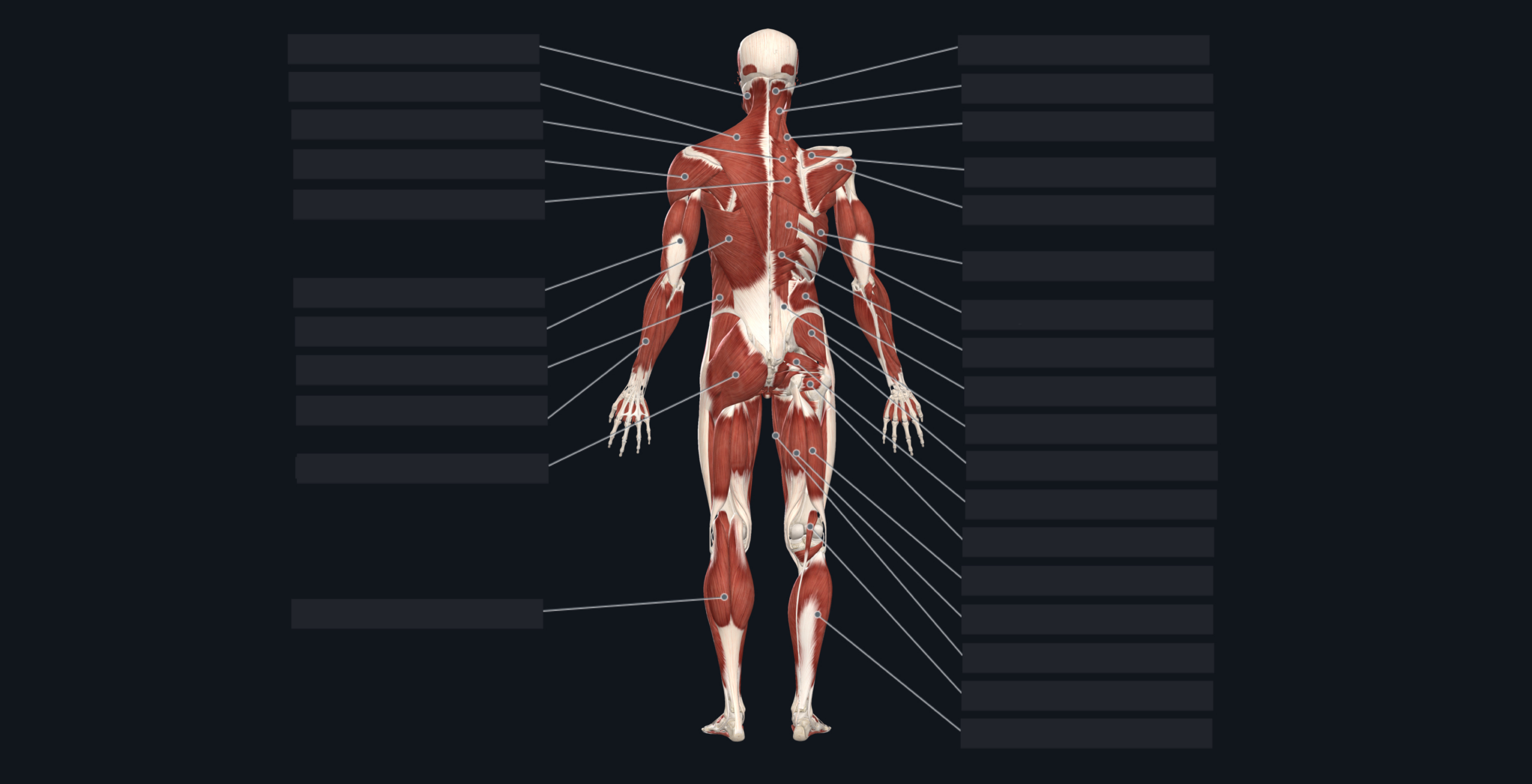 Flashcard: Muscles Back View inside Free Printable Muscle Flashcards